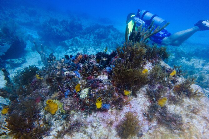 Open Water Certification Course-PADI - Starting at Aqua Adventures in central Isla Mujeres
