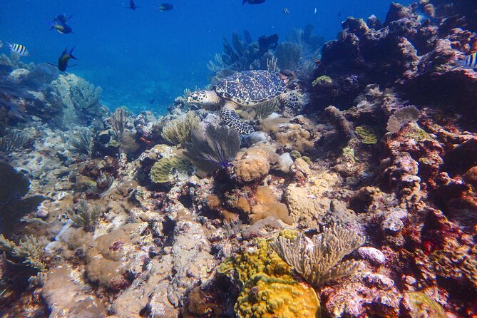 Open Water Certification Course-PADI - The instructors make the biggest difference