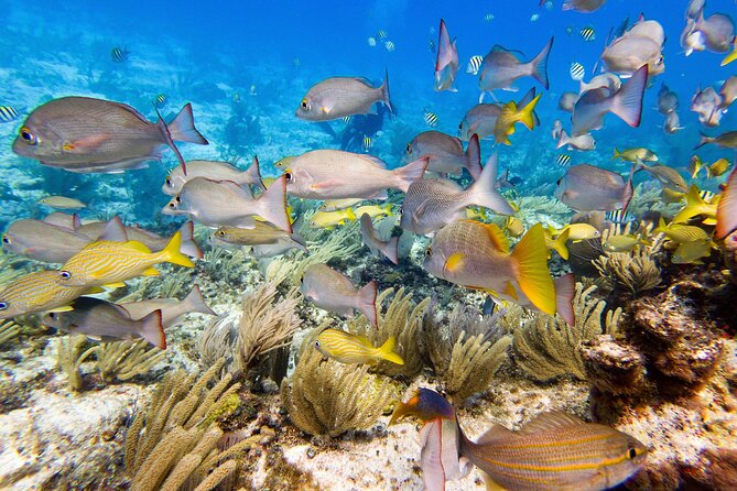 Open Water Certification Course-PADI - Day one: turning e-learning into real skills