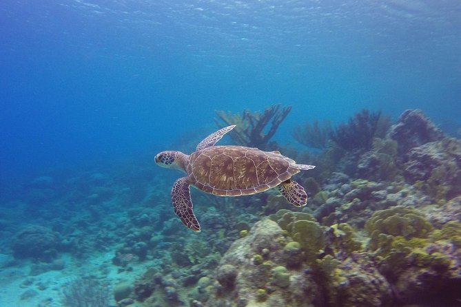 Open Water Diver Course at Blue Bay Dive in Curacao - The Garden and The Wall