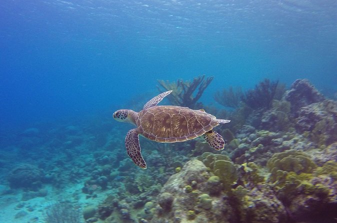 Open Water Diver Course at Blue Bay Dive in Curacao - What the instructors do well