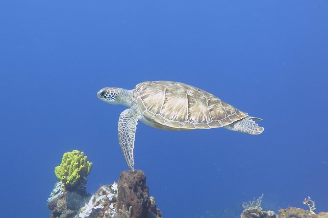 Open Water Diver course PADI in Cancun - Why this Cancun course is more than a quick swim with gear
