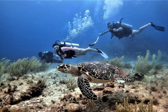 Open Water Diver course PADI in Cancun - Stop 2: Blue Dive and four ocean sessions