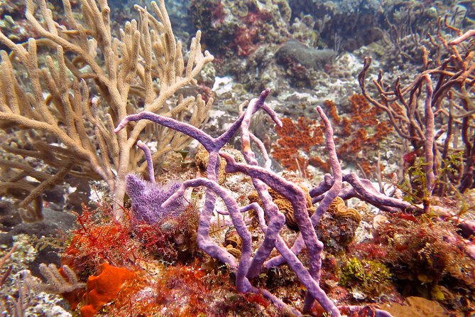 Open Water Diver course PADI in Cancun - What the $600 price really covers