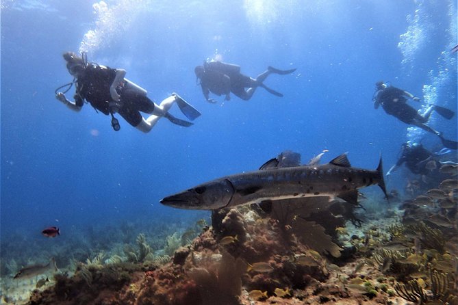 Open Water Diver course PADI in Cancun - Booking details that can save you trouble