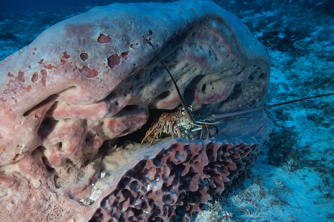 Open Water Diver course PADI including underwater video - Why Playa del Carmen works well for first-time scuba training