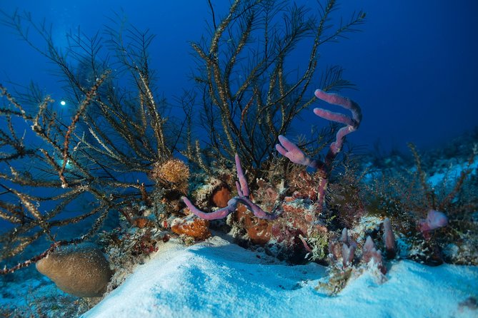 Open Water Diver course PADI including underwater video - Cenotes, reefs, and the most memorable sessions