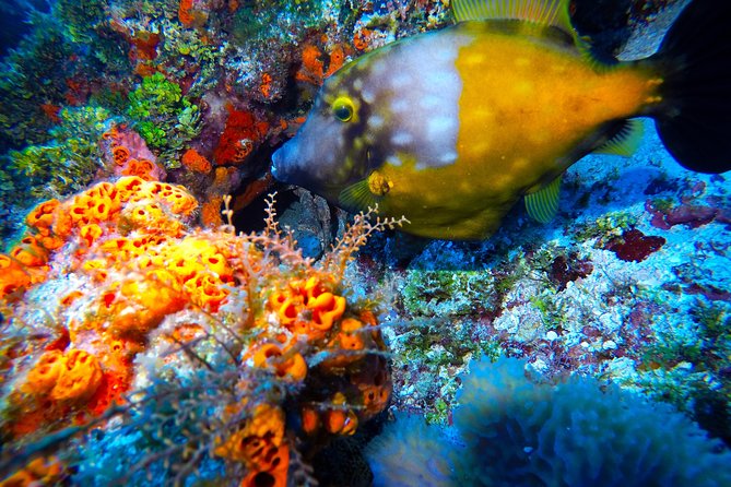 Open Water Diver course PADI including underwater video - What the $480 price includes