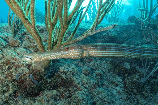 Open Water Diver course PADI including underwater video - Pickup, timing, and group logistics