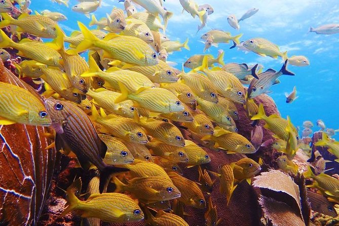 Open Water Diver course PADI including underwater video - Health rules and flight planning