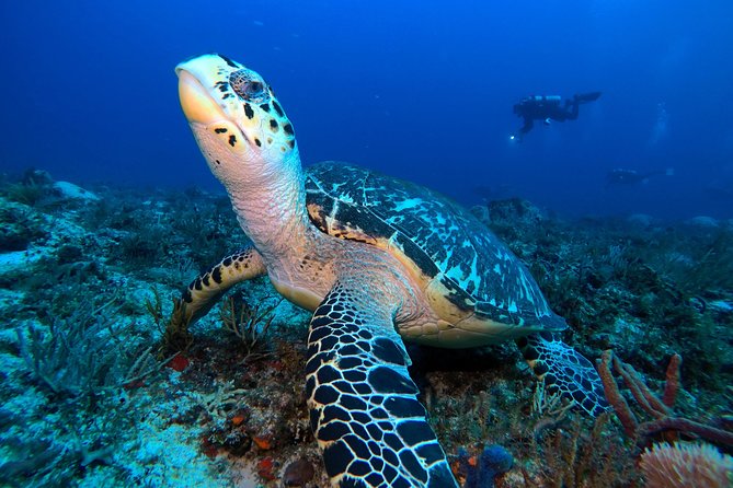 Open Water Diver course PADI including underwater video - Three days of study, practice, and open water