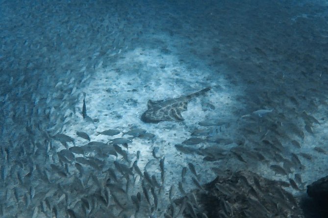 Open Water Diver Scuba Diving Course in Puerto de Mogan - Who should book this course