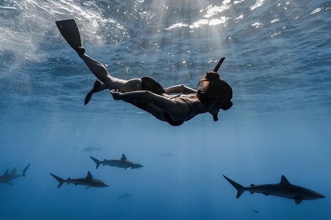 Open Water Shark Dive - Key points to know before you book