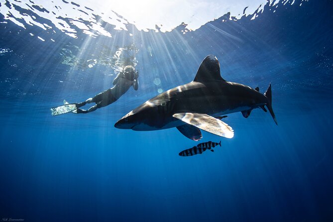 Open Water Shark Dive - What the Haleiwa Harbor morning looks like