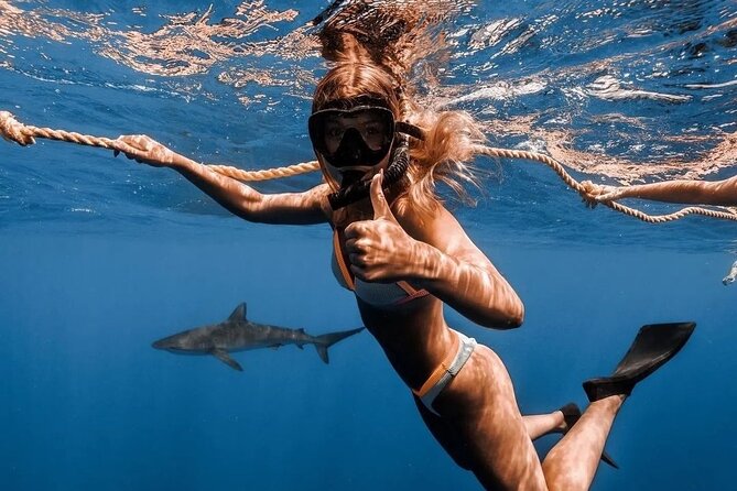 Open Water Shark Dive - What you may see below the surface