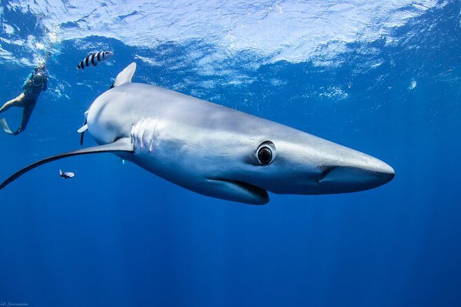 Open Water Shark Dive - Underwater photography is worth considering