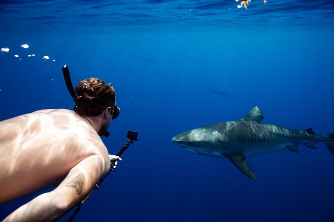 Open Water Shark Dive - Is $161.57 a fair price?
