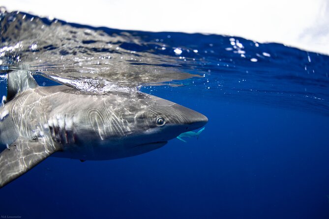 Open Water Shark Dive - The shark briefing changes how you enter the water