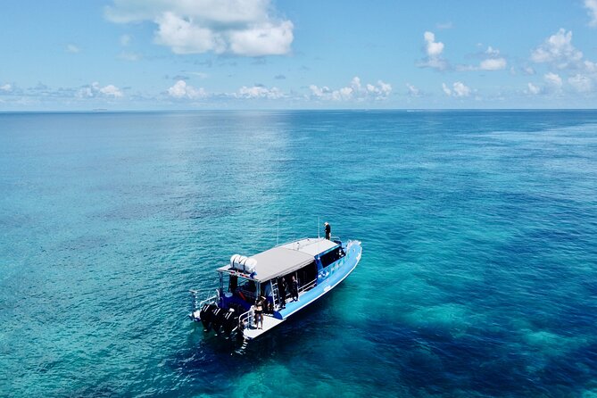 Outer Reef Scuba Diving Day Tour from Agnes Water 1770 - Wildlife is possible, not promised