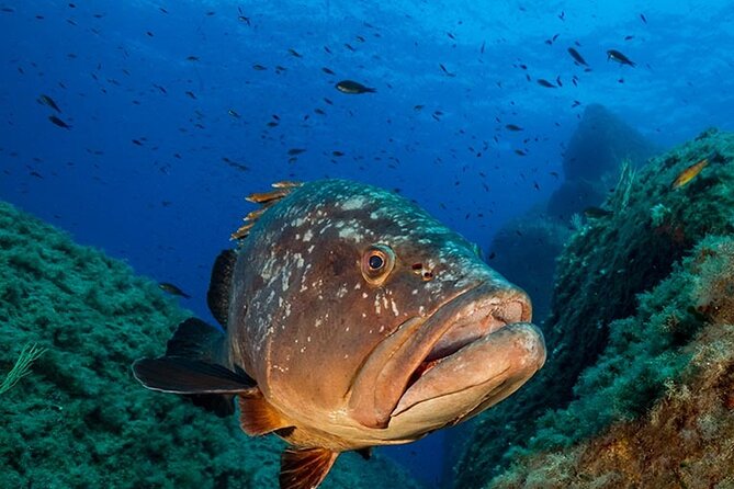 Package of 2 double dives in the Capo Carbonara Marine Protected Area - Key points to know before booking