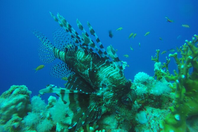 PADI 3 Days Open Water Course - Health, flights, and the rules you should take seriously