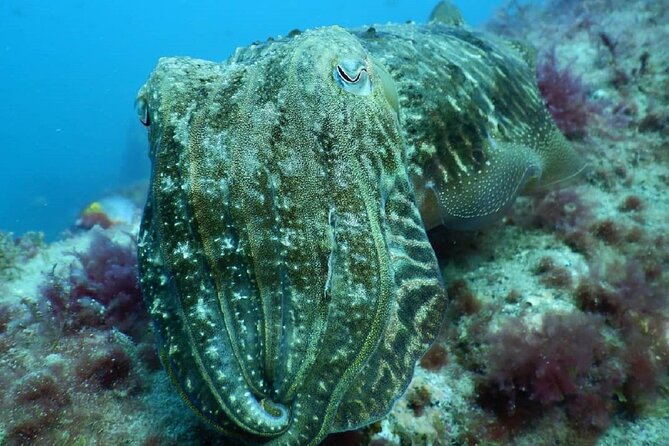 PADI Advanced Diving Course in Gran Canaria - Equipment, insurance, and what you still need to pay for