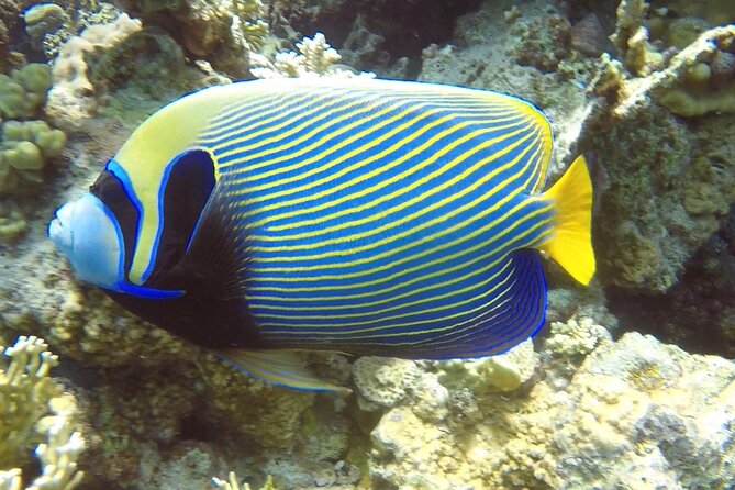 PADI Advanced Diving Course in Hurghada - Learn Scuba Diving - Practical timing from the Seagull Beach Resort meeting point