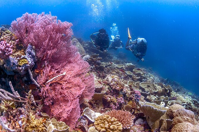 PADI Advanced Open Water Course Kota Kinabalu - Choosing your five specialties
