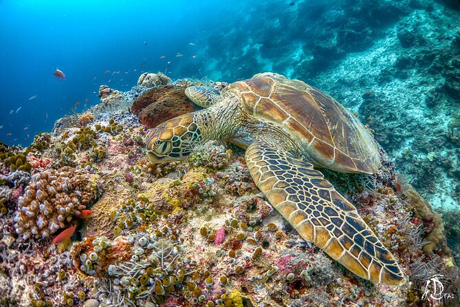 PADI Advanced Open Water Course Kota Kinabalu - Equipment, boat, lunch, and what you need to bring