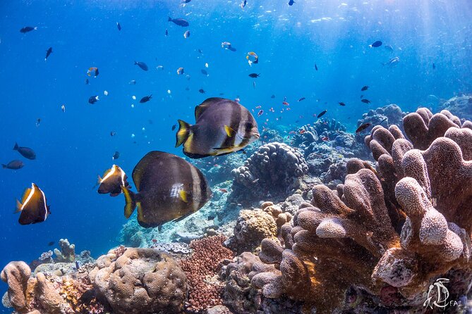 PADI Advanced Open Water Course Kota Kinabalu - Six underwater sessions across two days