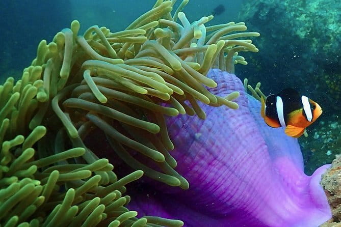 PADI Advanced Open Water Diver Course - Choosing between reefs, rocks, and wrecks
