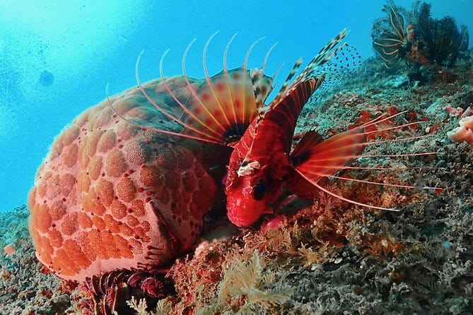 PADI Advanced Open Water Diver Course - Equipment, group size, and daily comfort