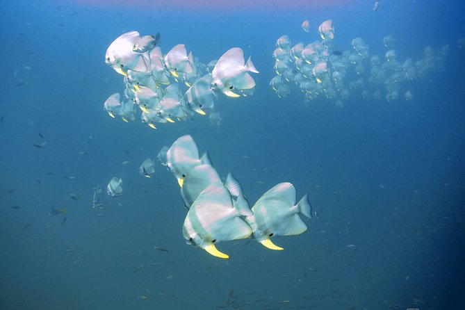 Padi Advanced open Water Diver Courses (Start at Ko Kut) - What the two-day course is really designed to do
