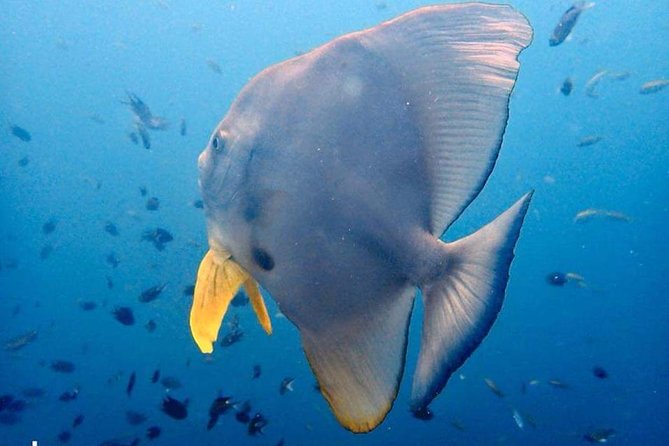 Padi Advanced open Water Diver Courses (Start at Ko Kut) - The first day: getting comfortable again