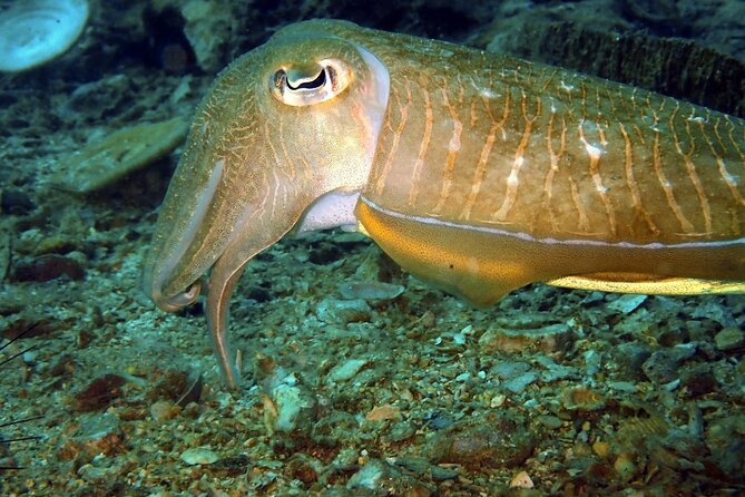 PADI Discover Scuba 2 Times Diving Phuket - Reef sites, fish, and the underwater setting