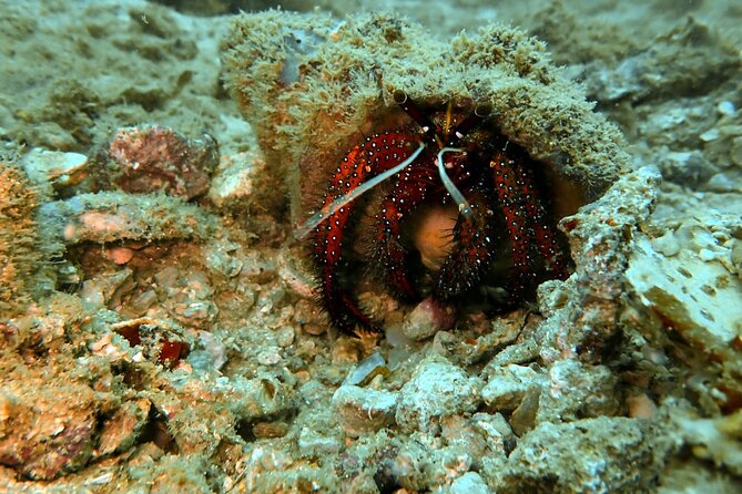 PADI Discover Scuba 2 Times Diving Phuket - Breakfast, lunch, and special diets on board