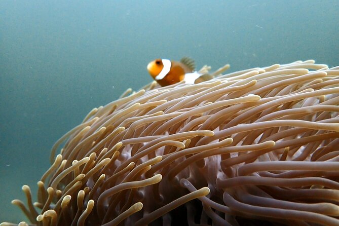 PADI Discover Scuba 2 Times Diving Phuket - Is $220.25 a fair price?