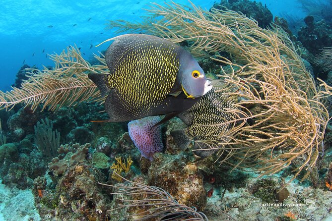PADI Discover Scuba Dive - What the $129 price gets you
