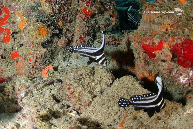 PADI Discover Scuba Dive - Who will get the most from this session