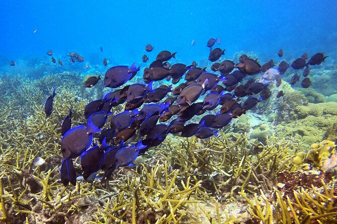 PADI Discover Scuba Dive - Timing, transport, and planning your day