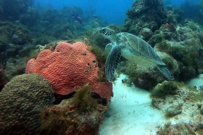 PADI Discover Scuba Dive - A balanced look at the good and the limits