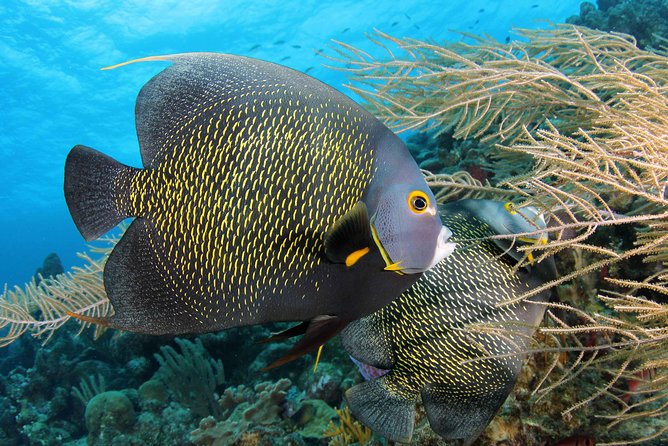 PADI Discover Scuba Dive at 5 Star Dive Center Blue Bay Dive, Curacao - The briefing before you enter the water