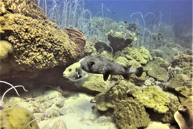 PADI Discover Scuba Dive Experience - Coral reefs, protected waters, and what you should expect to see