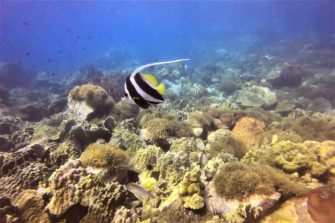 PADI Discover Scuba Dive Experience - Gear, lunch, and the value of the $104 price