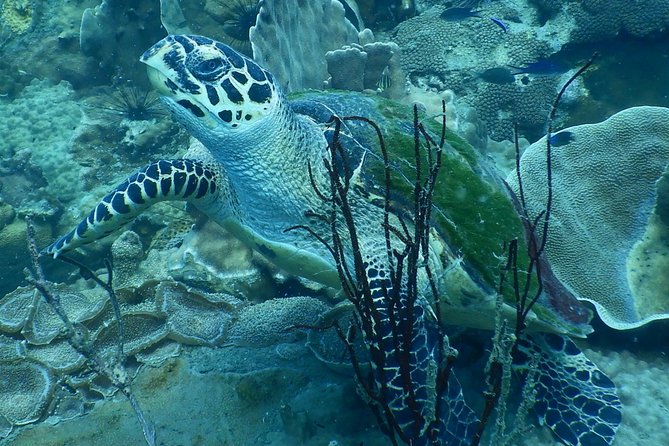 PADI Discover Scuba Dive Experience - What happens beneath the surface