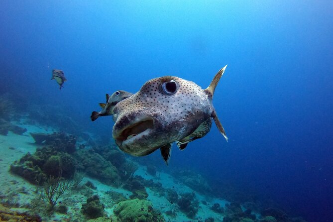 PADI Discover Scuba Dive - The open-air lesson and PADI basics