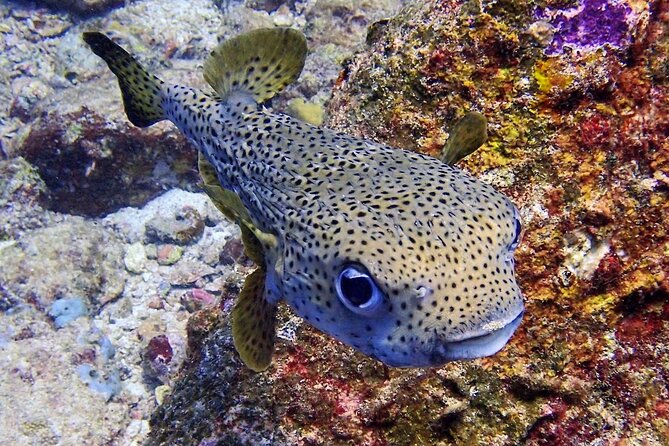 PADI Discover Scuba Diving for Beginners (Non Certified Divers) - Two more sessions for reef time