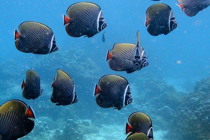 PADI Discover Scuba Diving for Beginners (Non Certified Divers) - Why the instructor matters so much