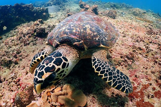 PADI Discover Scuba Diving for Beginners (Non Certified Divers) - Your first underwater session at Racha Noi