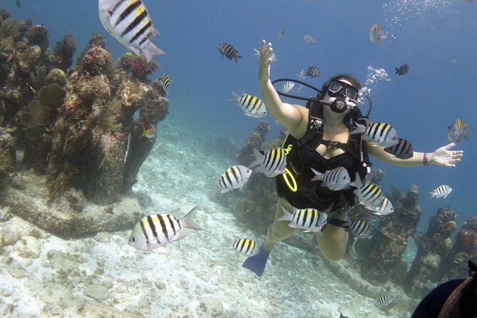 PADI Discover Scuba Diving for divers without certification - Is $169 a fair price?